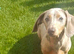Sweet & Affectionate Isabella Dachshund "Lady" (5 Years Old) – Seeking Her Forever Single-Dog Home