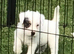 Parson Russell Terriers Cornwall