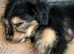 Chinese crested x dachshund