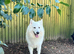 Proven - White German Shepherd Dog - at Stud