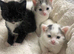 4x Kittens