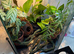 Giganterra HIVE L Gecko Vivarium Complete Setup - Plants, Vines, UVB & Heat Light
