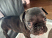 Beautiful French bulldogs
