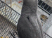 African grey baby