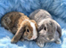 Last baby mini lop