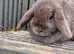 Lovely minilop female bunny