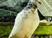 White Pakistani Highflyer