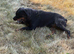 Female Rottweiler Imported from Serbia