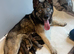 German Shepherd cross husky