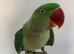 Hand tame Alexandrian parrot