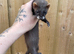Eu x black small type 14weeks old