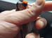 2026 goldfinches for sale