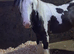 Standing 11.2hh to make 13.2hh