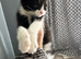 Kitten for adoption