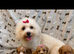 Maltipoo puppies small toy Maltese x toy poodle red apricot dog puppy