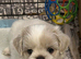Five Beautiful White & Lavender Imperial / Tea- Cup Shih Tzu’s