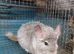 Large Two And A Half Pounds Beige Female 2 years old
