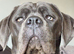 Cane corso - Bella