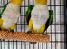 Stunning pair yellow thighed Caique
