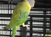 Finches canarys doves parakeets parrots