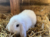 Mini lops and lion lops
