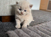 British shorthair kittens.