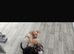 Male puppy