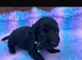 show type cocker spaniel Puppy’s