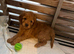 Cockerpoo puppies for sale