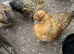 Satin Silkie Trio