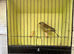 Mutation greenfinches