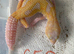 Albino leopard gecko cb26