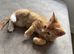 ginger female kitten
