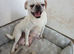 Full pedigree pug pups not kc registered