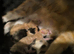 New litter in