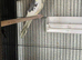 Handsome Adult Male Cockatiel (Pied Mutation) – Proven Breeder