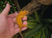 Crested gecko and enclosure