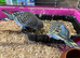 Very young budgies available £30 each only out the nest box 4 available