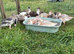 Call Ducklings