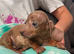 Miniature dachshund