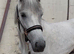 Beautiful Grey Connemara Filly