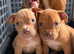 Old English x American bulldog puppies