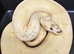 Freeway lemonblast, male for sale