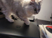 Lovely 5yo girl needs to be sole pet