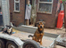 Rescue dogs searching for their furever homes