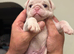 4 Prestige KC registered Pink Pug Puppies
