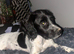 7 month sprocker male