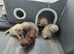 4 lilac and 2 light blue kittens