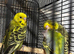 Dark Green Budgies
