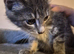 URGENT Two Kittens Looking For Loving Home